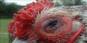 Nguyên nhân do nhiễm trùng ở gà là rất cao