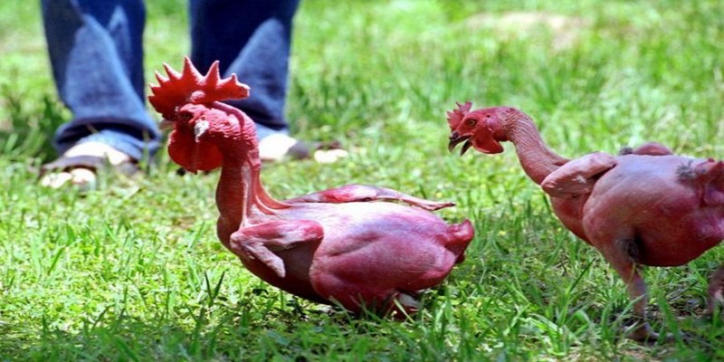 Giá trị mà giống gà trụi lông đem lại là gì?