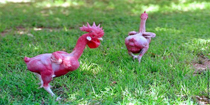 Gà không lông và một số thông tin giới thiệu tổng quan
