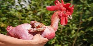 Ưu thế vô cùng nổi trội của giống gà trụi lông độc đáo tại Israel