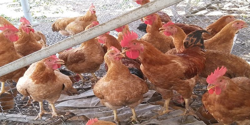 Hướng dẫn cách chăn nuôi gà đạt hiệu quả cao