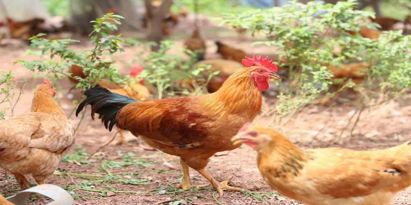 Tìm hiểu nguồn gốc của giống gà tàu vàng lừng danh