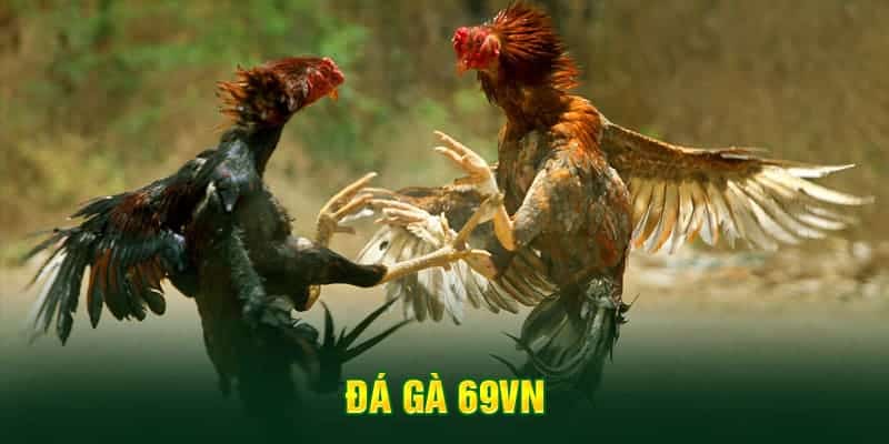 sảnh đá gà 69vn siêu hot