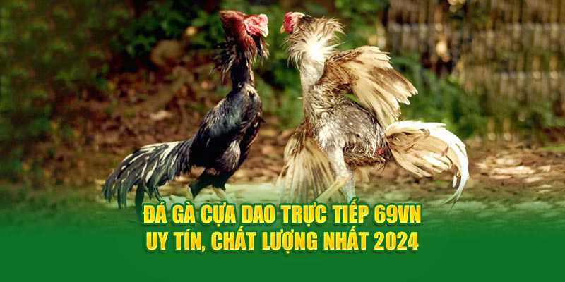 Đá gà cựa dao - bộ môn được nhiều người chơi nhất